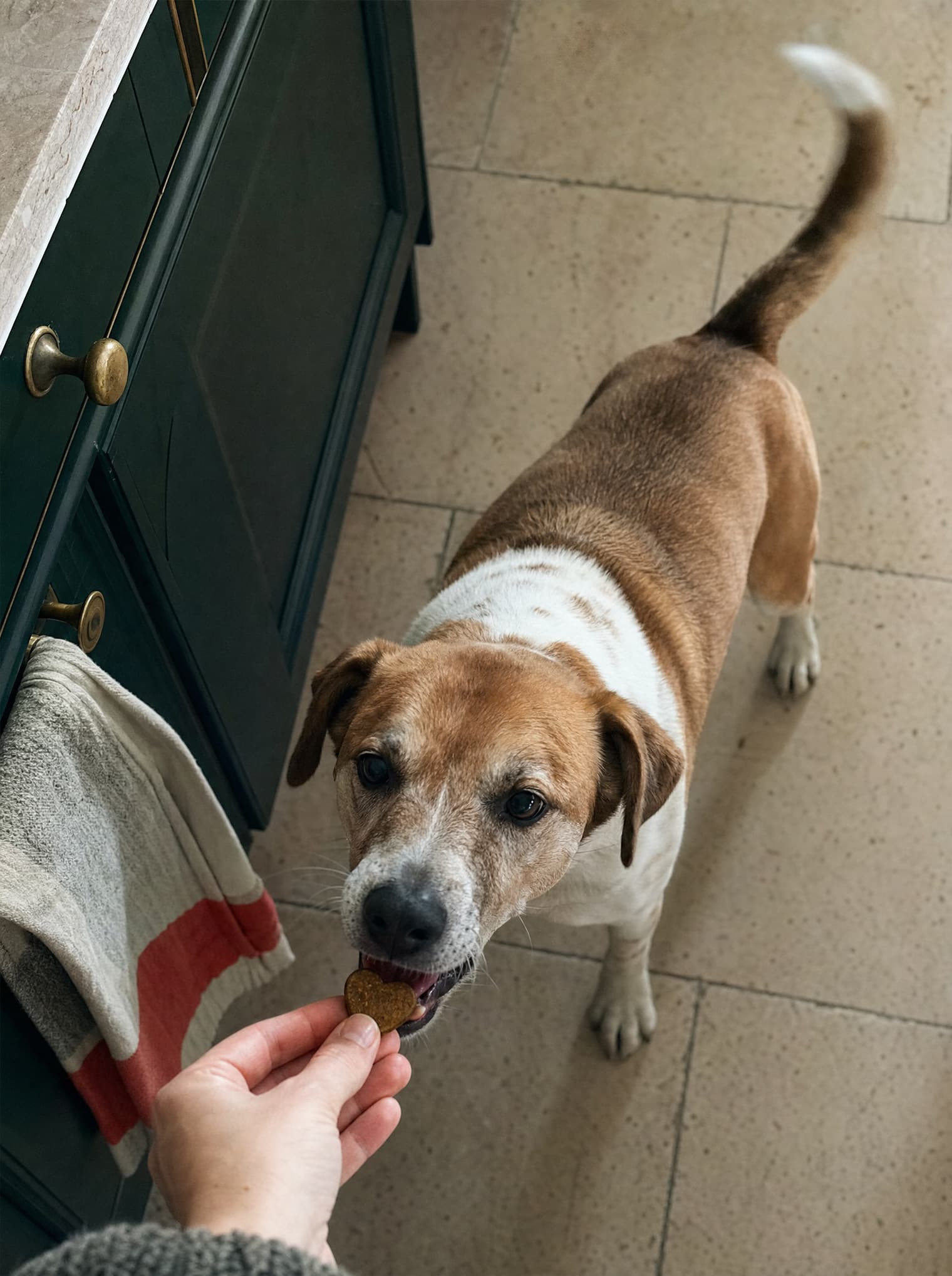 Un chien croisé mange une friandise sur le carrelage d'une cuisine.